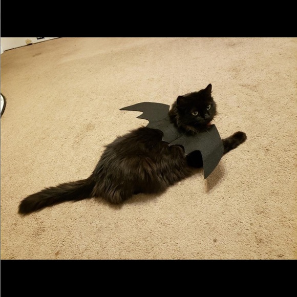 Cat Dog Bat Wings Puppy Kitten Kitty Halloween Vampire Costume ~Host Pick~x2 - Picture 13 of 16